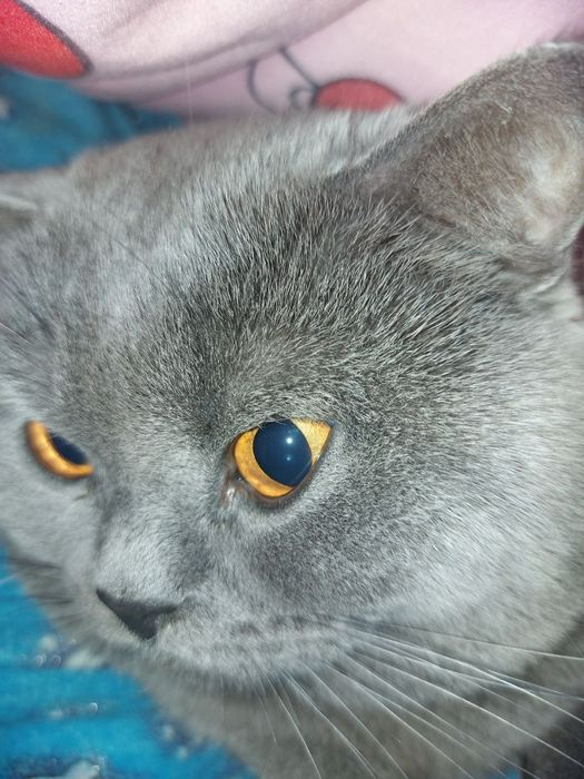 Шикарний британець запрошує на побачення шотл. і брит. кішечок.