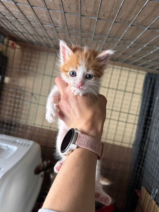Gatinhos com 2 meses para adoção responsável