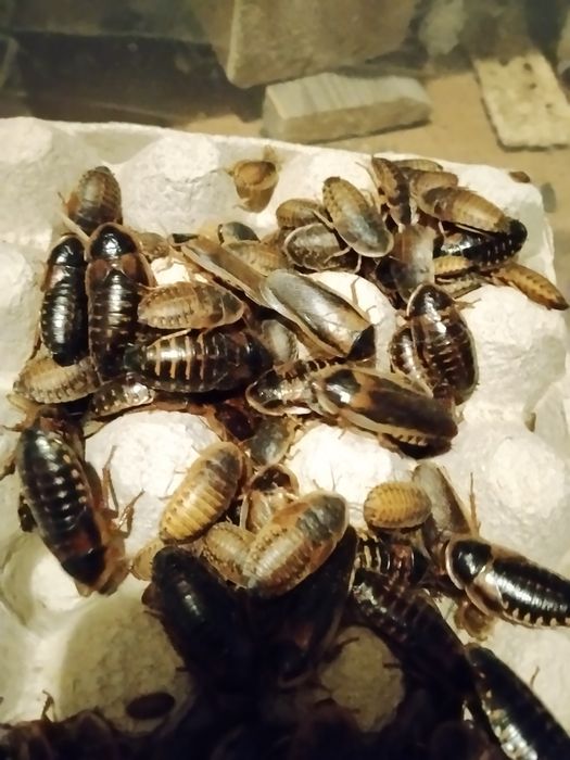 Dubia Duże 2-3cm+ 30szt  Karaczan Argentyński