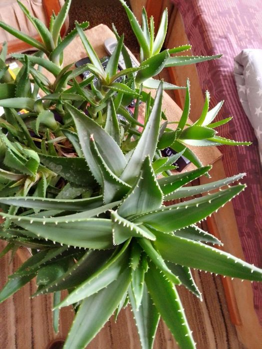 Aloes leczniczo-kosmetyczny.