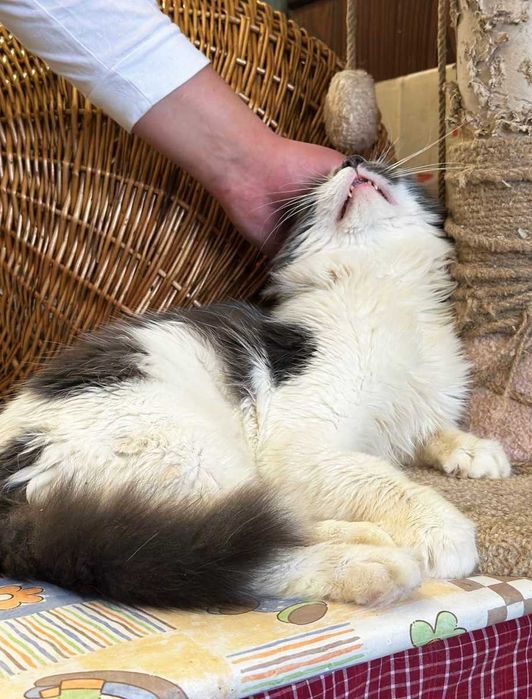 Арчі - врятований котик, готовий дарувати любов! 1рік кіт кошеня кішка
