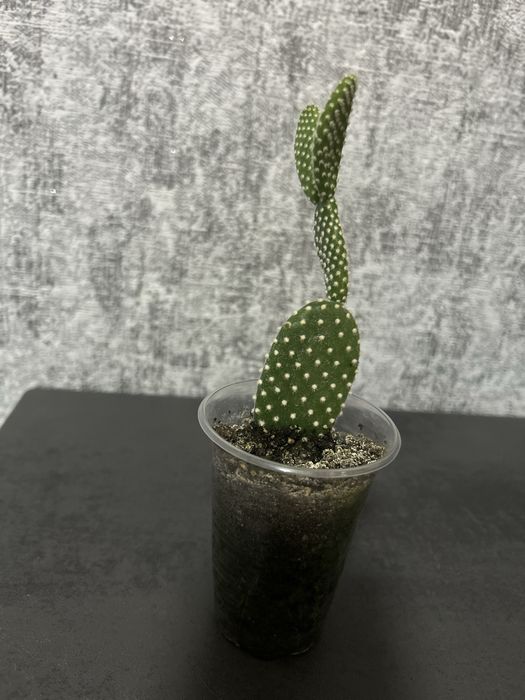 Кактус опунція вазон, традесканція