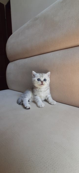 Британские котята