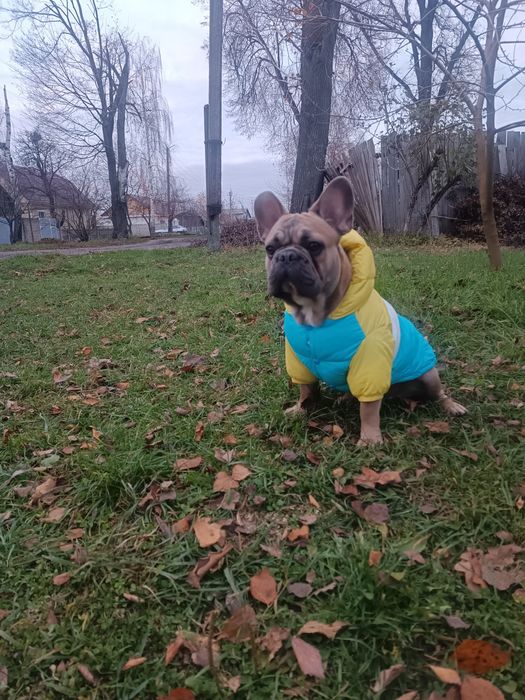 Мальчик вязка лиловогенный