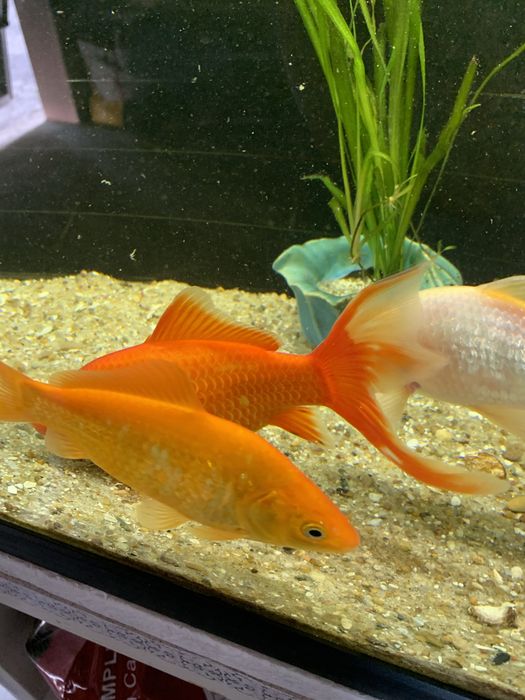 Peixes cometas veu agua fria