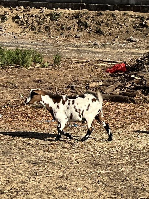 Macho Anão Castrado