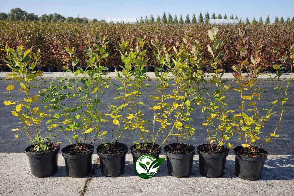 Купити лохину ранню — саджанці кущі розсада, перша ягода літа борувка