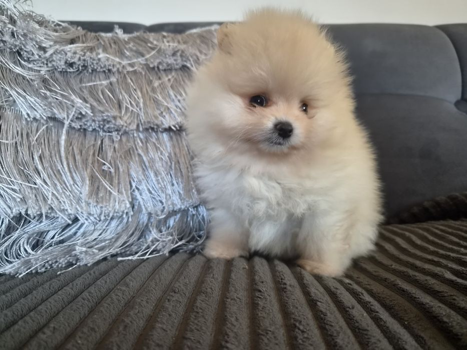 Szpic miniaturowy pomeranian