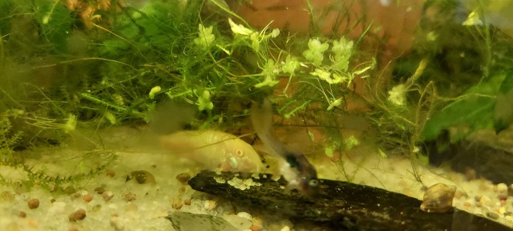 Vendo peixes de criação própria