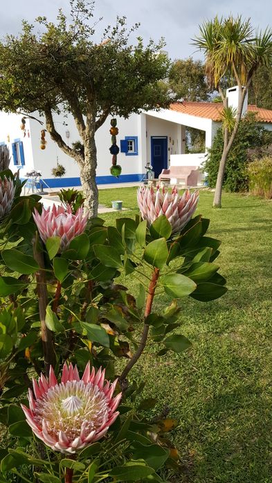 Quinta a 5 minutos da praia, Costa Alentejana!