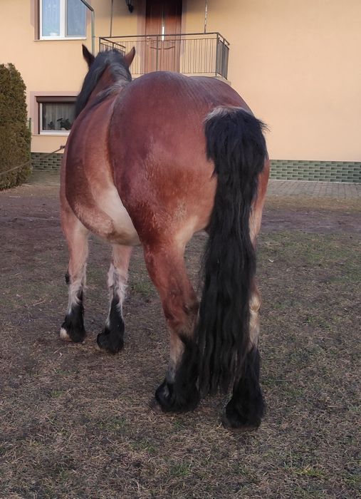 Dwie Klacze zimnokrwiste