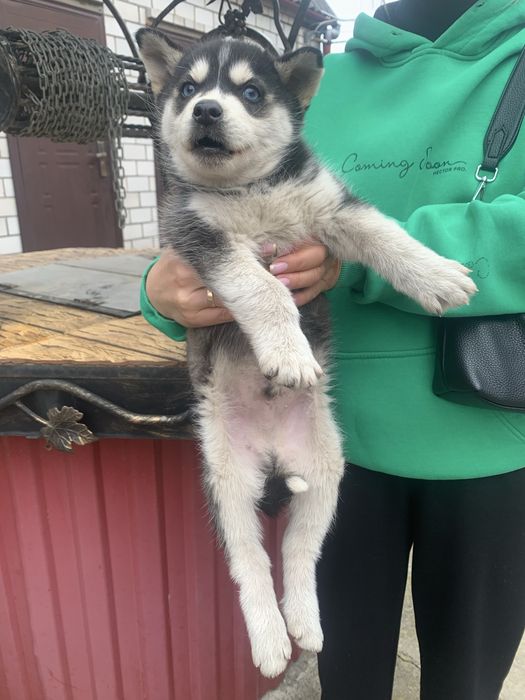 Продам щенят Хаскі