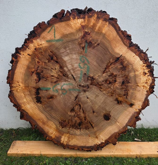 Plaster topoli z czeczotą