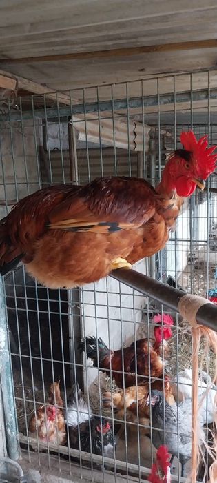Vendo galinhas e galos