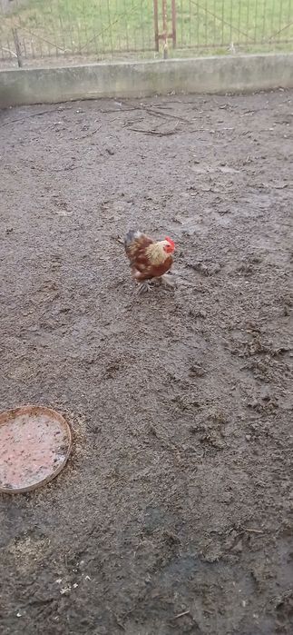 Piękne koguty tegoroczne (kochin miniaturowy, silka, czubatka, nioska)