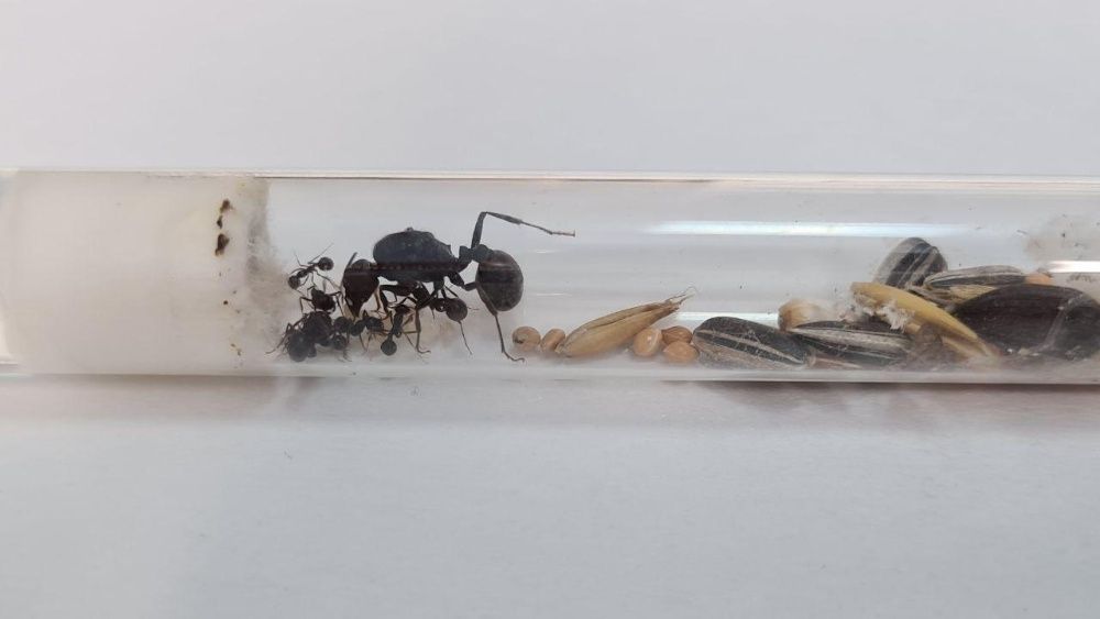 Messor Arenarius Kolonia Mrówek do Hodowli w Formikarium