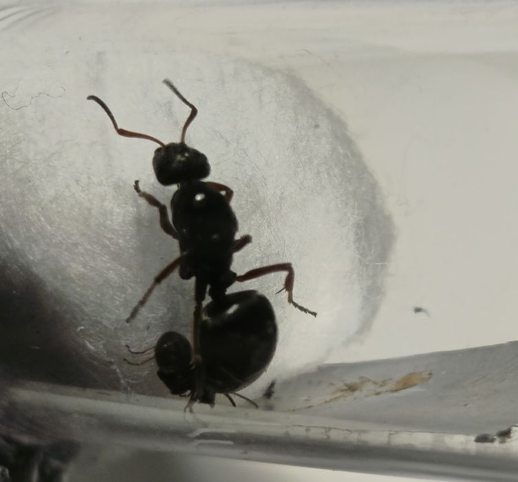 Formica cf. fusca