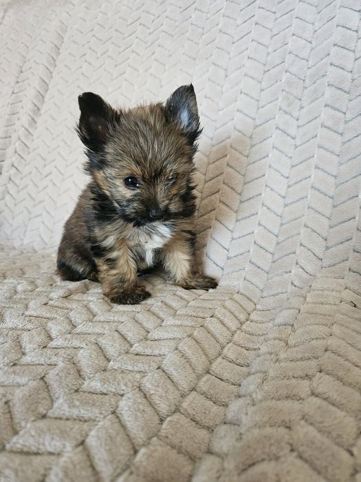 Yorkshire terrier piesek