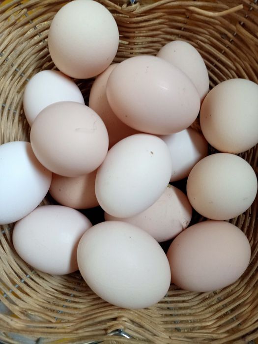 Ekologiczne jajka od kur z wolnego wybiegu