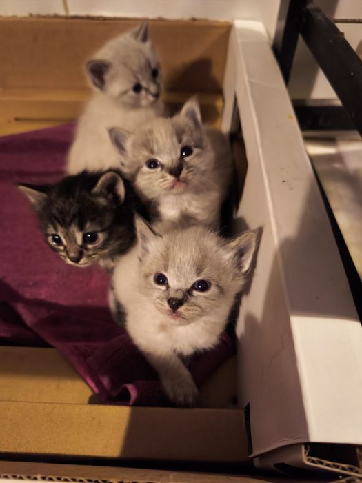 Gatinhos bebés para adoção