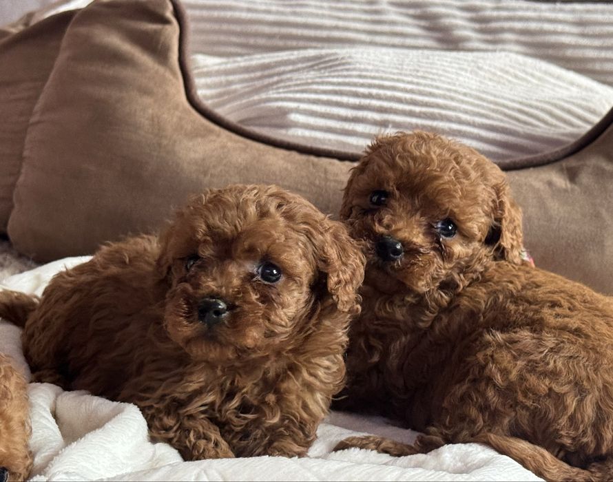 Pudel miniaturowy/ toy suczka red z rodowodem