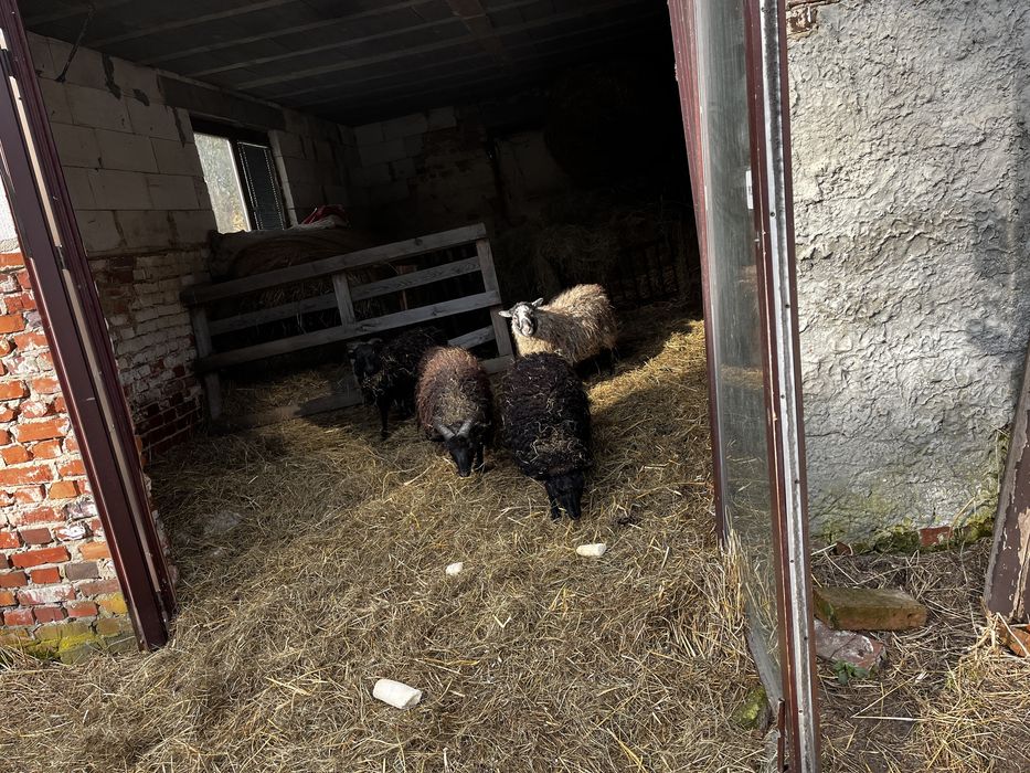 Owce jagnięta baranki Wrzosówka