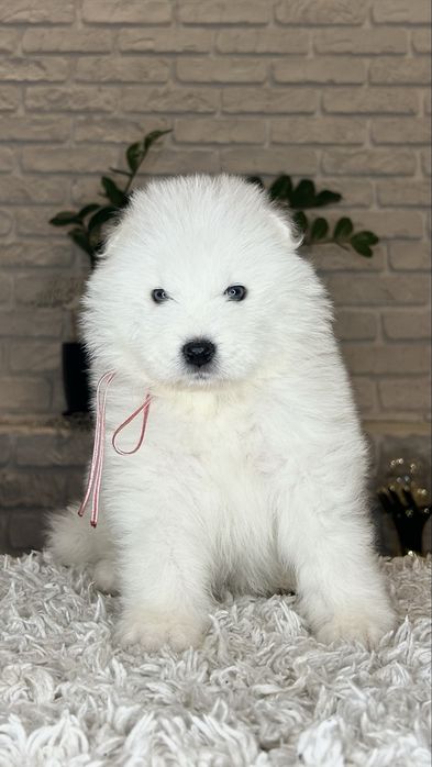 Samoyed/Самоїд дівчинка