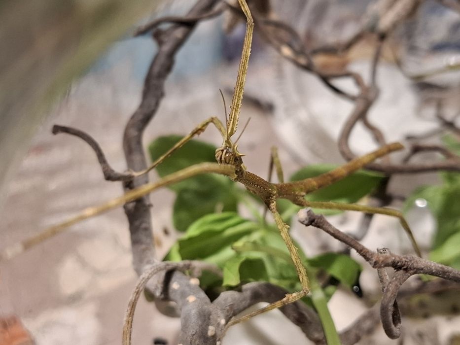 Mlodziutkie patyczaki