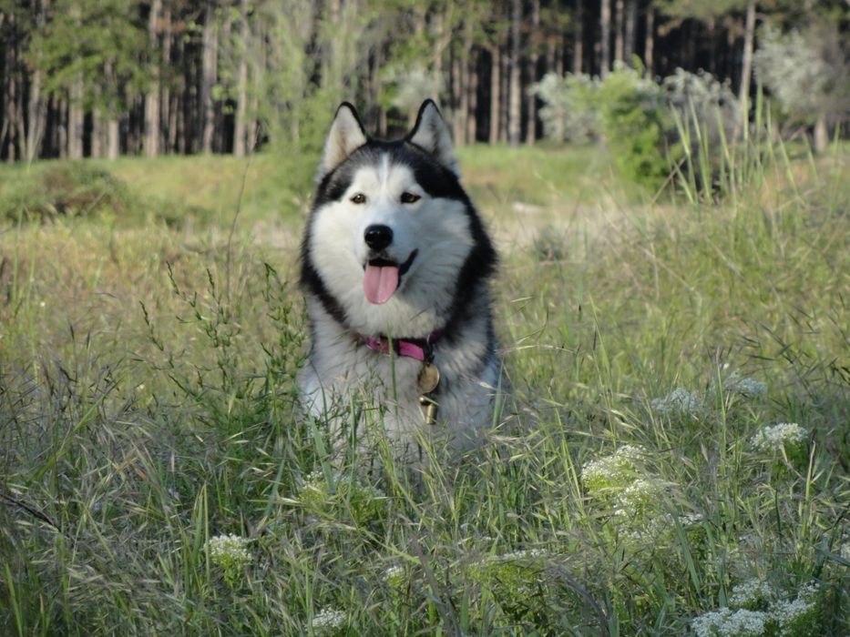 Кобель хаски ищет подругу