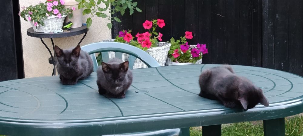 Cudowne 3  kocięta do adopcji