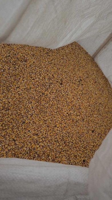 Kukurydza sucha - ziarno