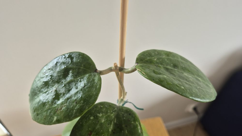 Hoya  Hoja MACROPHYLLA  BAI  BUA cięta