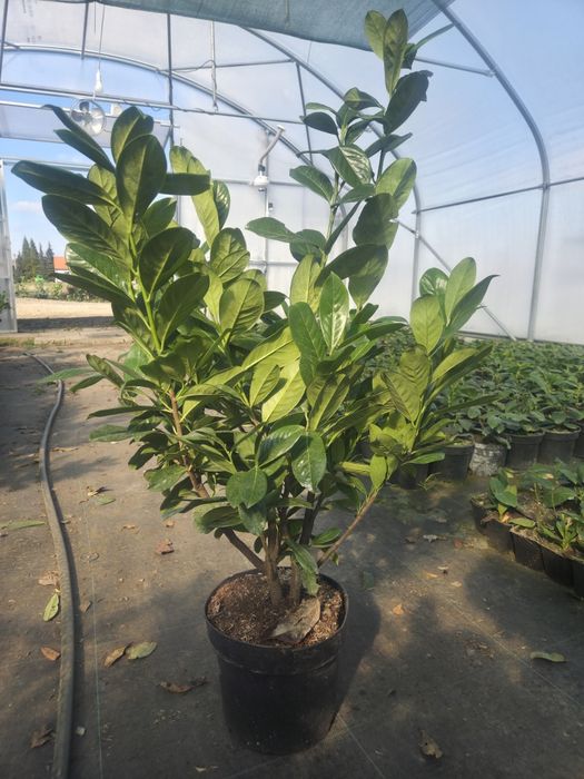 Laurowiśnia Novita 100-110 cm doniczka C5 KRAKÓW