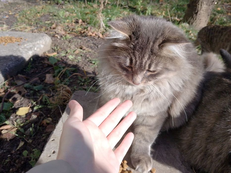 Віддамо котика в люблячу родину