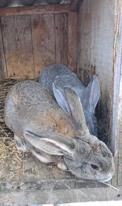 Кролики кроленята