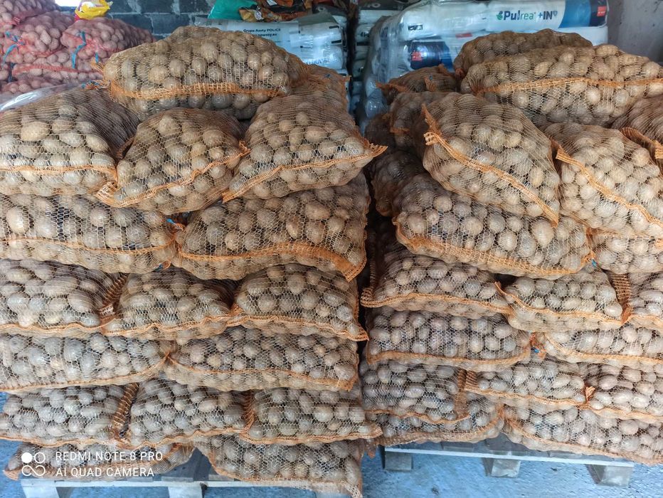 Ziemniaki jadalne Surmia Werbena kaliber 30-50!