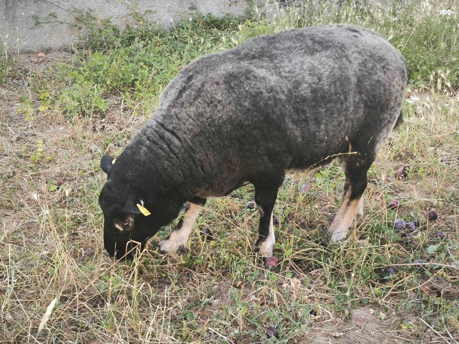 Ovelhas texel cabeça texugo