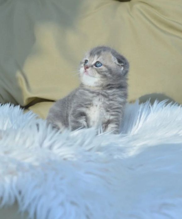 Безумно красивые котята