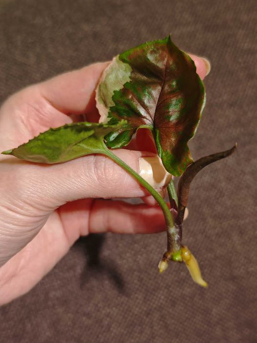 Syngonium Strawberry Ice - sadzonka szczytowa
