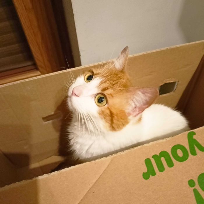 Alba- zjawiskowa piękność do pokochania od zaraz !