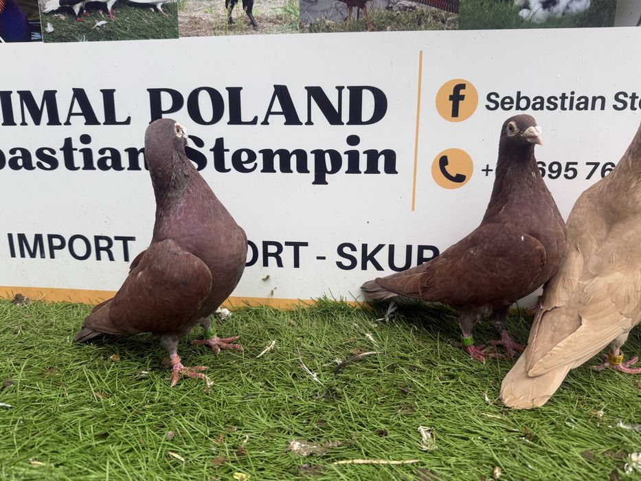 Gołębie.  Pocztowe. Pocztowy. Możliwy transport