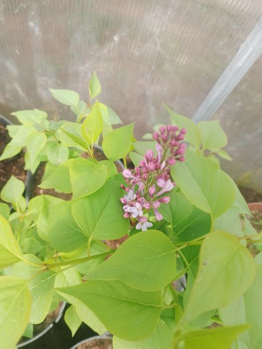 bez, lilak.  pachnący