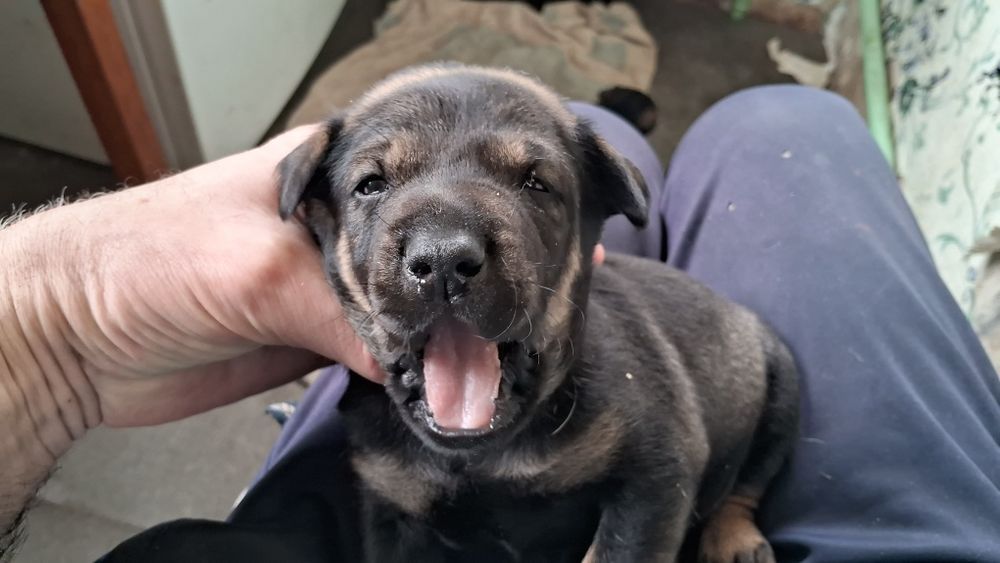 Щенки Гончей собаки