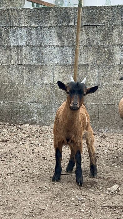 Cabras  Anãs criadas em liberdade