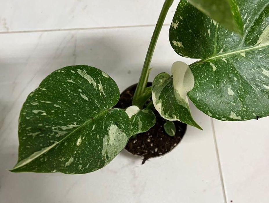 Монстера Тайське Сузірʼя