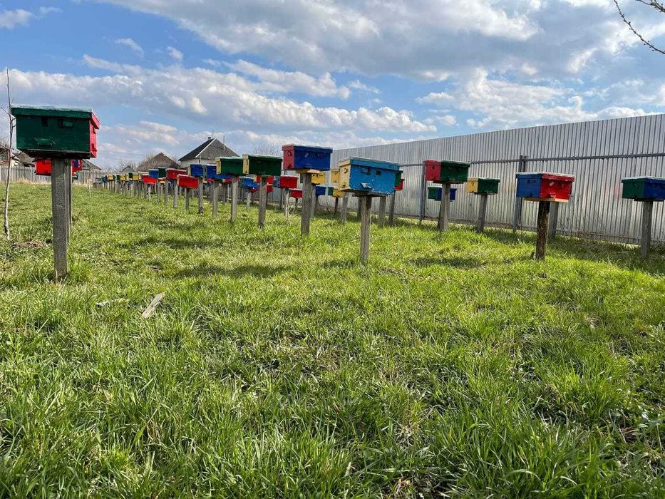 Бджоломатка Карніка Лампрехт ( Lamprecht) австрійський матеріал )