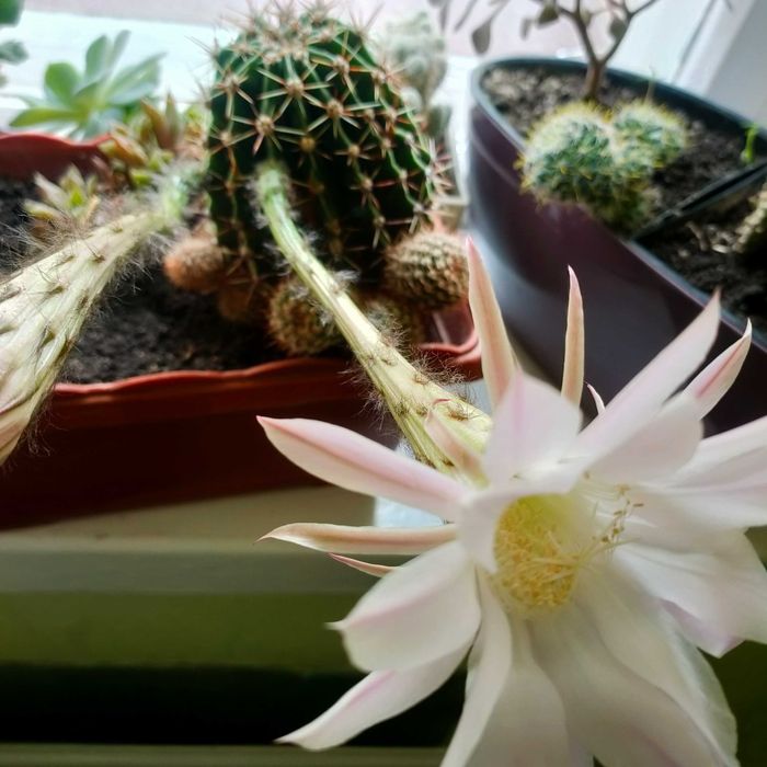 кактус Ехінопсис білоквітковий