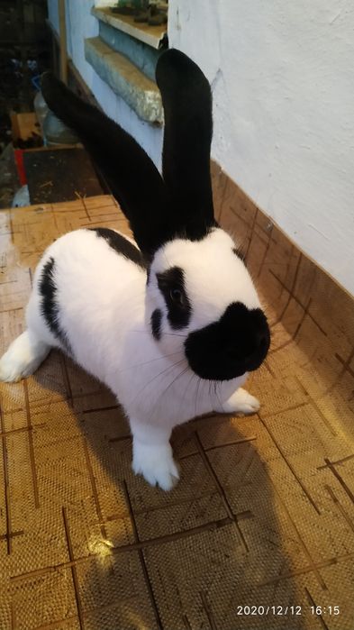 Німецький строкач на плем'я.