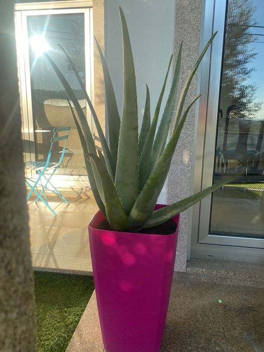 Aloé Vera biológico. xarope do cato