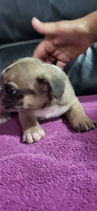 Bulldog francês meiginho